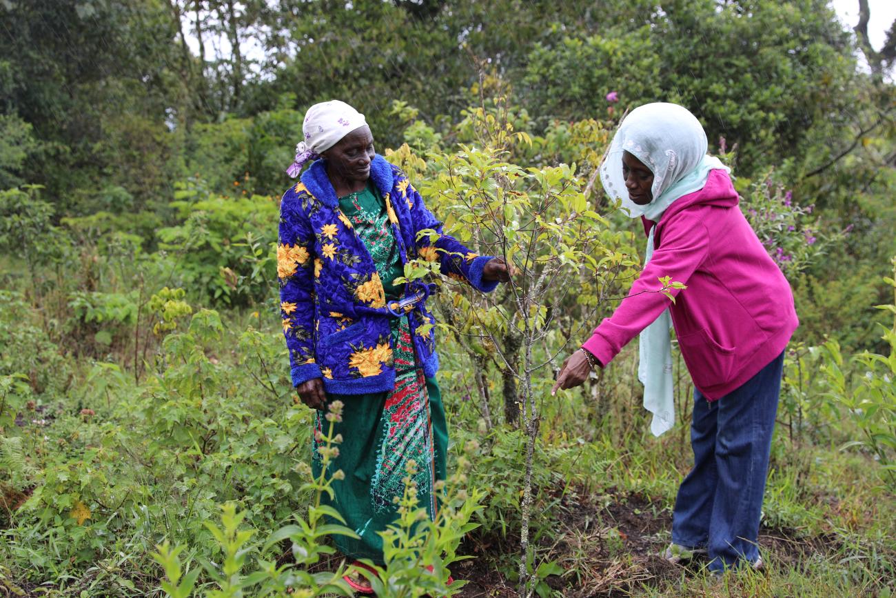 Madame Marie et Renilde Masunzu inspectent les plants mise en terre il y a une année dans la forêt de la kibira.