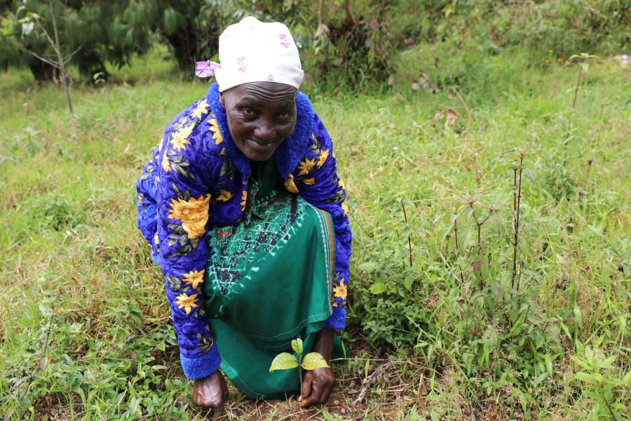 Madame Marie Nduwimana, militante de la protection de l’environnement place en terre un plant Umuremera (Prunus Africana)